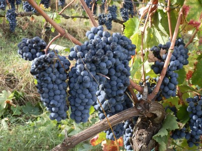 Ceperano uva e colori